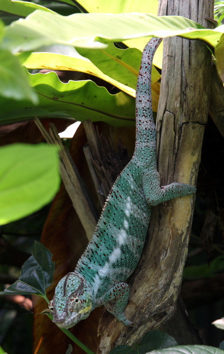 Panther Chameleon Masoala Rainforest Zurich Zoologischer Garten